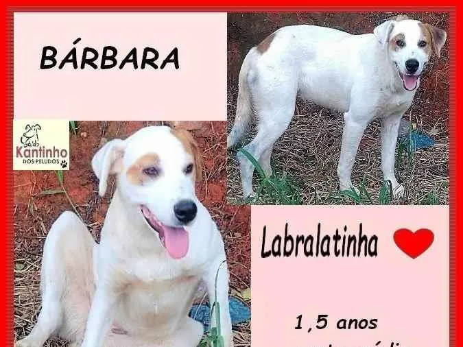 Cachorro ra a SRD-ViraLata idade 1 ano nome Bárbara