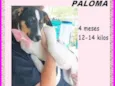 Paloma