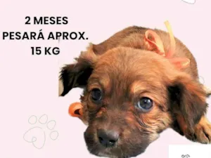 Cachorro raça SRD-ViraLata idade 2 a 6 meses nome Mila