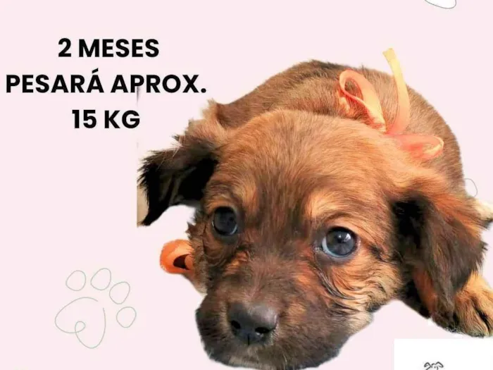 Cachorro ra a SRD-ViraLata idade 2 a 6 meses nome Mila