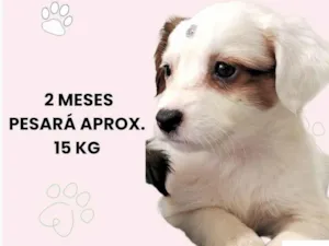 Cachorro raça SRD-ViraLata idade 2 a 6 meses nome Maria Clara