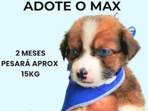 Cachorro raça SRD-ViraLata idade 2 a 6 meses nome Max
