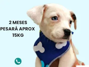 Cachorro raça SRD-ViraLata idade 2 a 6 meses nome Miguel
