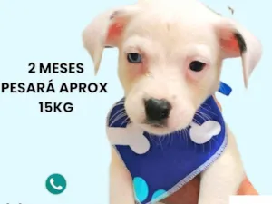 Cachorro raça SRD-ViraLata idade 2 a 6 meses nome Mike