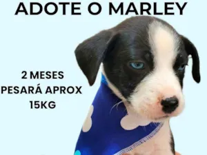 Cachorro raça SRD-ViraLata idade 2 a 6 meses nome Marley