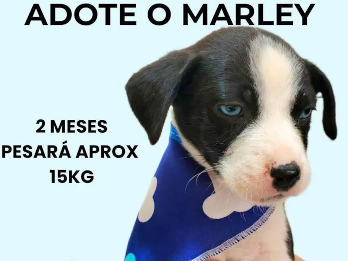 Cachorro ra a SRD-ViraLata idade 2 a 6 meses nome Marley