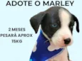 Marley