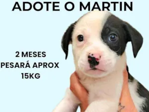 Cachorro raça SRD-ViraLata idade 2 a 6 meses nome Martin