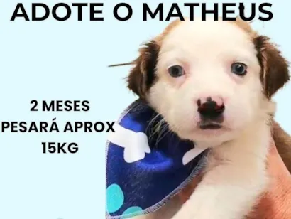 Cachorro raça SRD-ViraLata idade 2 a 6 meses nome Matheus