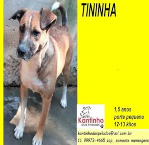 Cachorro raça SRD-ViraLata idade 1 ano nome Tininha