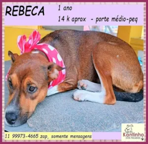 Cachorro raça SRD-ViraLata idade 1 ano nome Rebeca