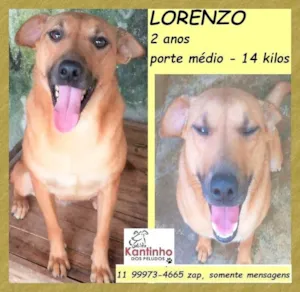Cachorro raça SRD-ViraLata idade 2 anos nome Lorenzo