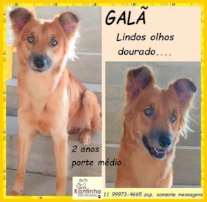 Cachorro raça SRD-ViraLata idade 2 anos nome Galã