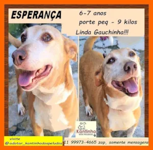 Cachorro raça SRD-ViraLata idade 6 ou mais anos nome Esperança