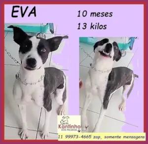 Cachorro raça SRD-ViraLata idade 7 a 11 meses nome Eva