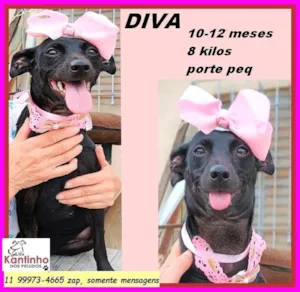 Cachorro raça SRD-ViraLata idade 7 a 11 meses nome Diva