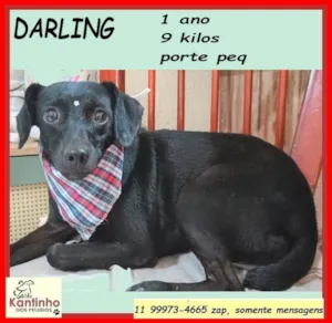 Cachorro raça SRD-ViraLata idade 1 ano nome Darling