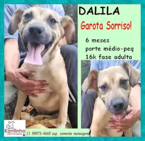 Cachorro raça SRD-ViraLata idade 2 a 6 meses nome Dalila