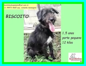 Cachorro raça SRD-ViraLata idade 1 ano nome Biscoito