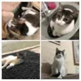 Felix