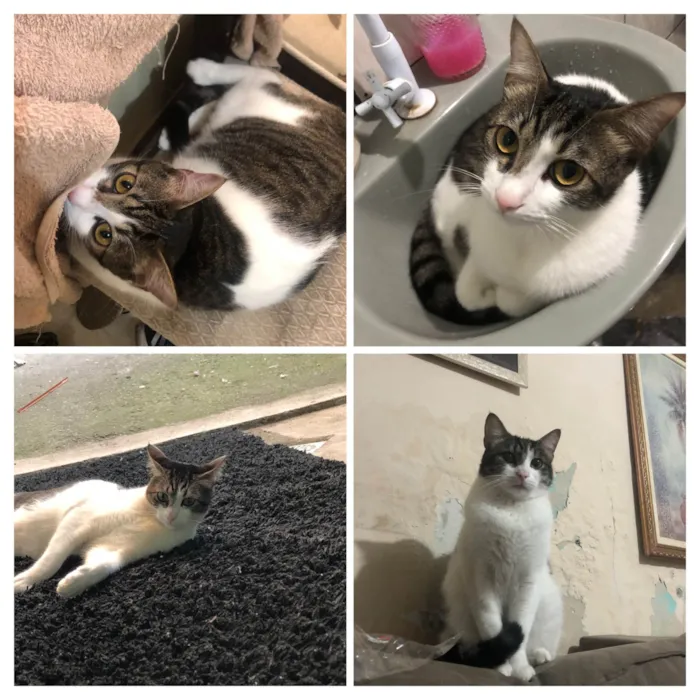 Gato ra a SRD-ViraLata idade 2 anos nome Felix