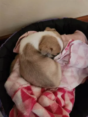 Cachorro raça SRD-ViraLata idade Abaixo de 2 meses nome Sem nome