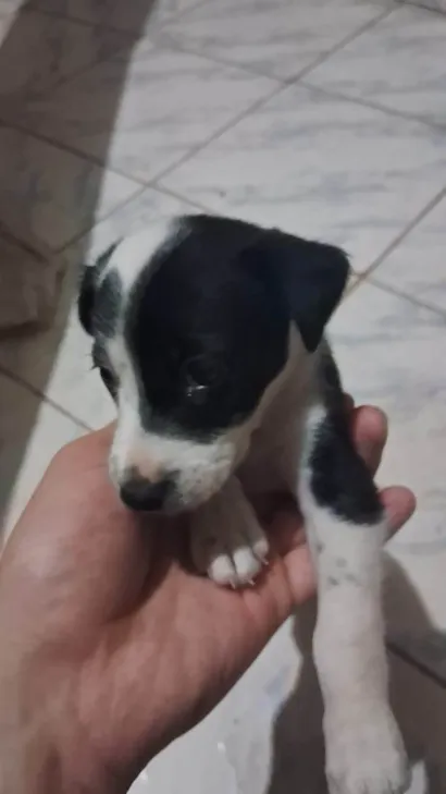 Cachorro raça SRD-ViraLata idade Abaixo de 2 meses nome Sem nome 