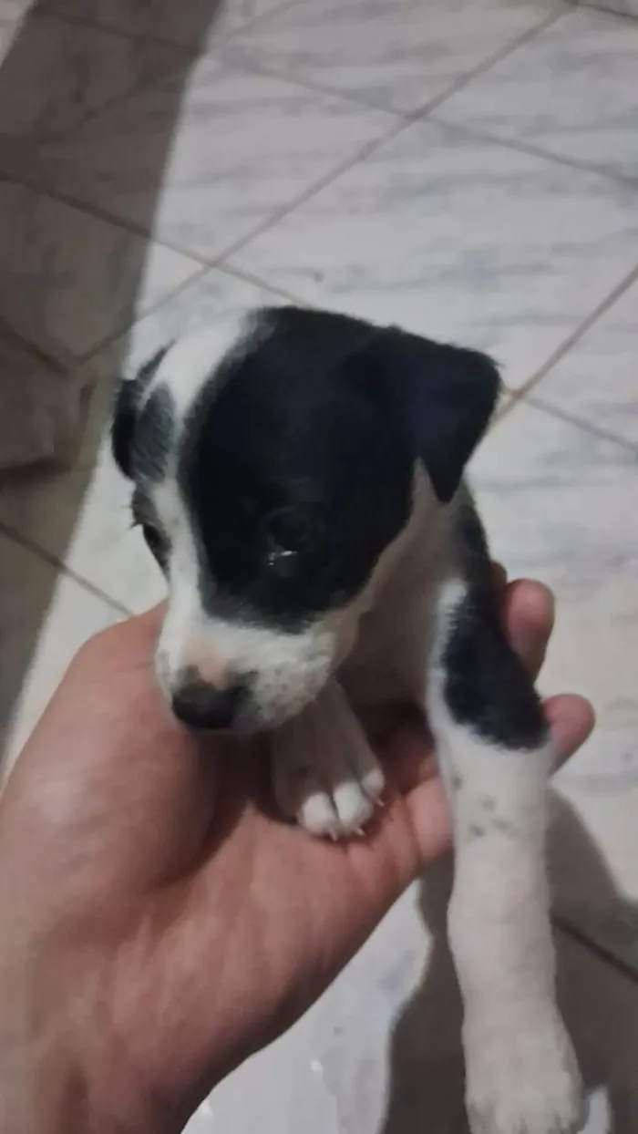Cachorro ra a SRD-ViraLata idade Abaixo de 2 meses nome Sem nome 