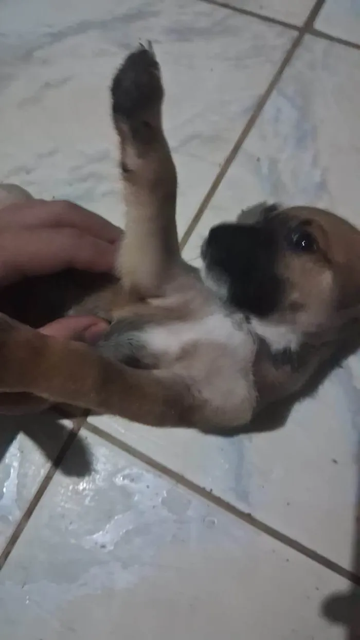 Cachorro ra a SRD-ViraLata idade Abaixo de 2 meses nome Sem nome 