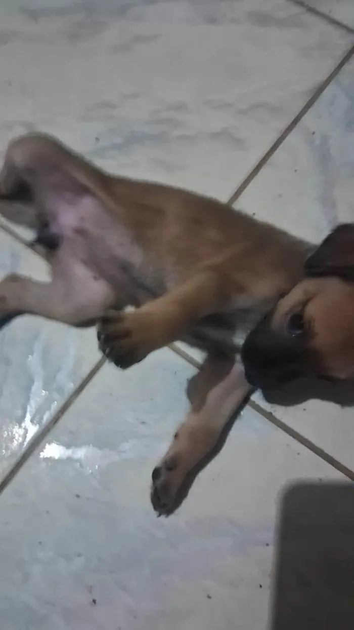 Cachorro ra a SRD-ViraLata idade Abaixo de 2 meses nome Sem nome 