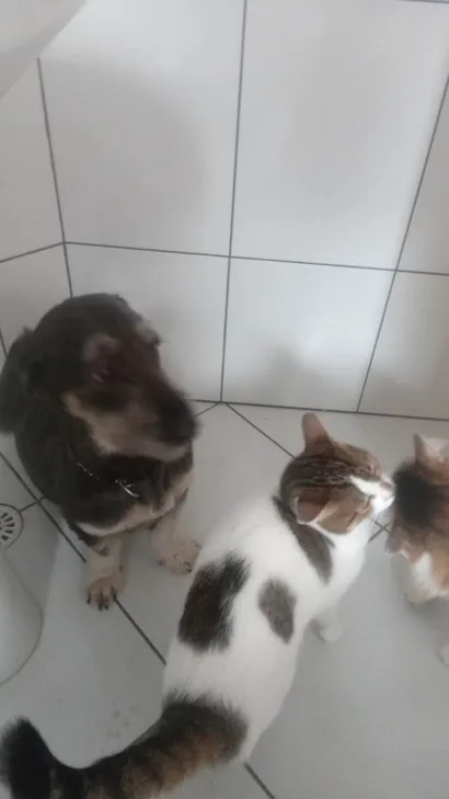 Cachorro raça SRD-ViraLata idade 2 anos nome ROMEU