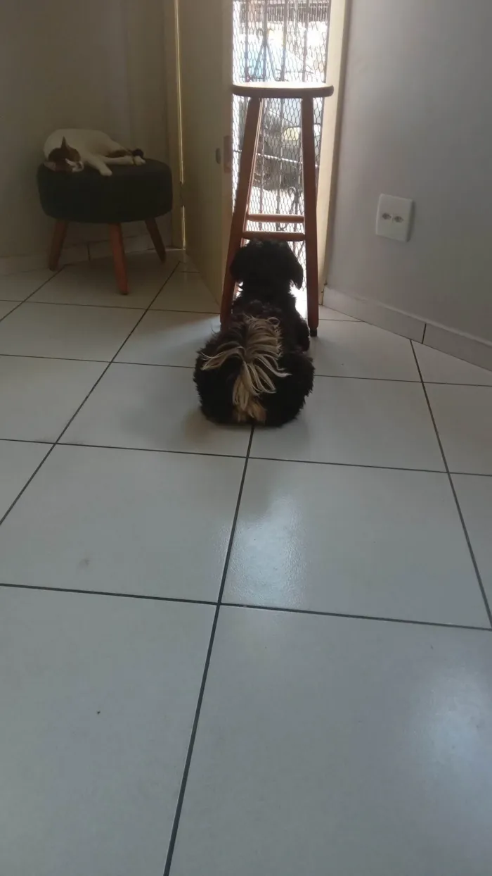 Cachorro ra a SRD-ViraLata idade 2 anos nome ROMEU