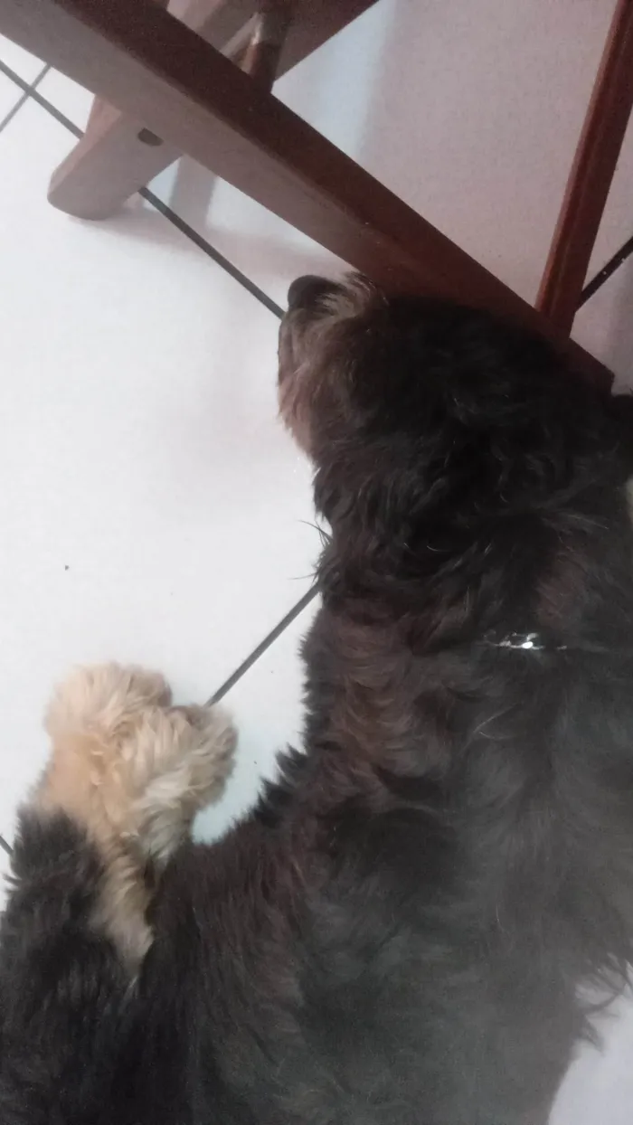 Cachorro ra a SRD-ViraLata idade 2 anos nome ROMEU