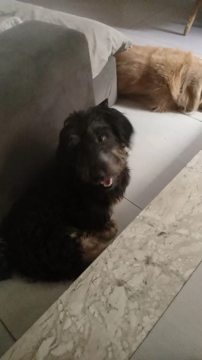 Cachorro ra a SRD-ViraLata idade 2 anos nome ROMEU