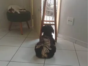 Cachorro raça SRD-ViraLata idade 2 anos nome ROMEU