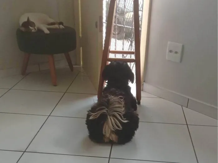 Cachorro ra a SRD-ViraLata idade 2 anos nome ROMEU