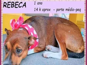 Cachorro raça SRD-ViraLata idade 1 ano nome Rebeca