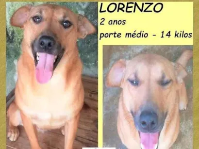 Cachorro raça SRD-ViraLata idade 2 anos nome Lorenzo