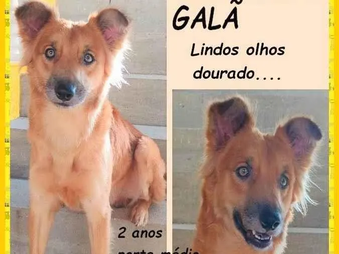 Cachorro ra a SRD-ViraLata idade 2 anos nome Galã