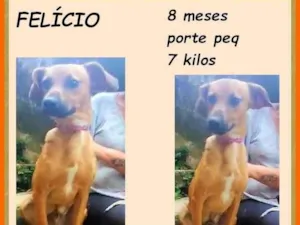 Cachorro raça SRD-ViraLata idade 7 a 11 meses nome Felício