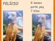 Felício