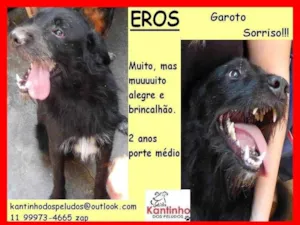 Cachorro raça SRD-ViraLata idade 2 anos nome Eros