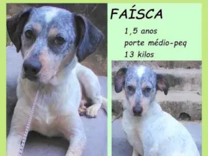 Cachorro raça SRD-ViraLata idade 1 ano nome Faísca