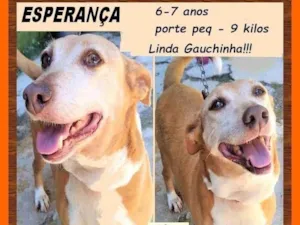 Cachorro raça SRD-ViraLata idade 6 ou mais anos nome Esperança