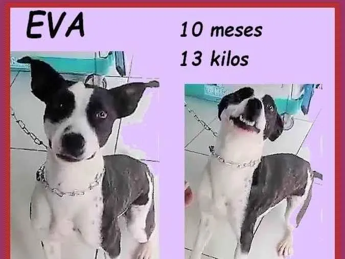 Cachorro ra a SRD-ViraLata idade 7 a 11 meses nome Eva