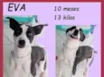 Eva