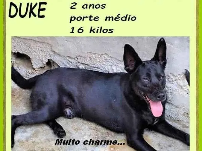 Cachorro ra a SRD-ViraLata idade 2 anos nome Duke