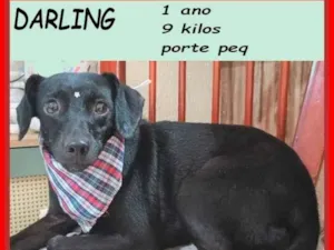 Cachorro raça SRD-ViraLata idade 1 ano nome Darling