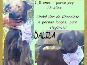 Cachorro raça SRD-ViraLata idade 1 ano nome Dalila