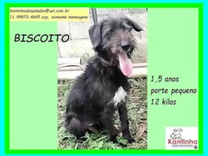 Cachorro raça SRD-ViraLata idade 1 ano nome Biscoito
